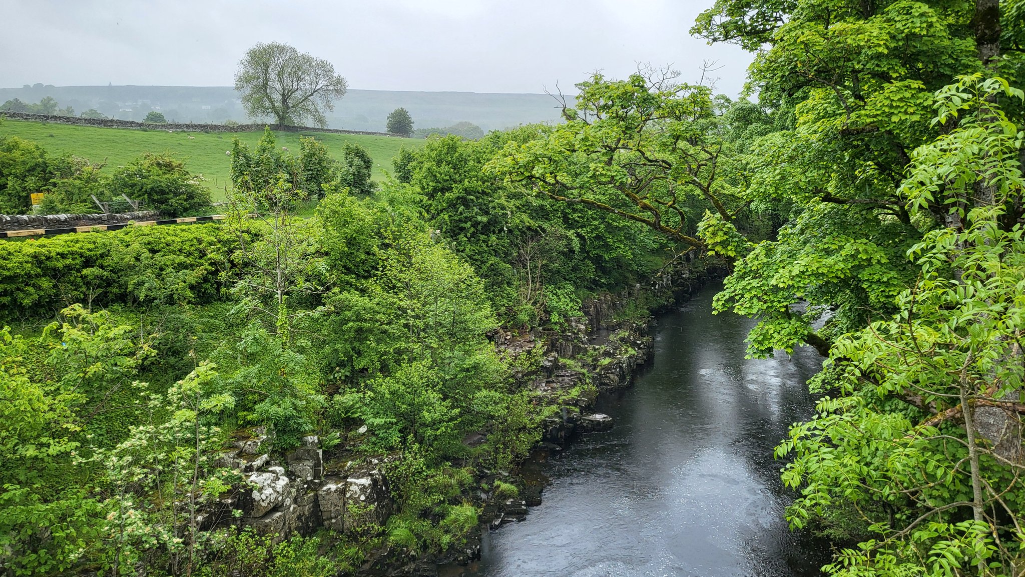 Bridge over river with overhanging trees